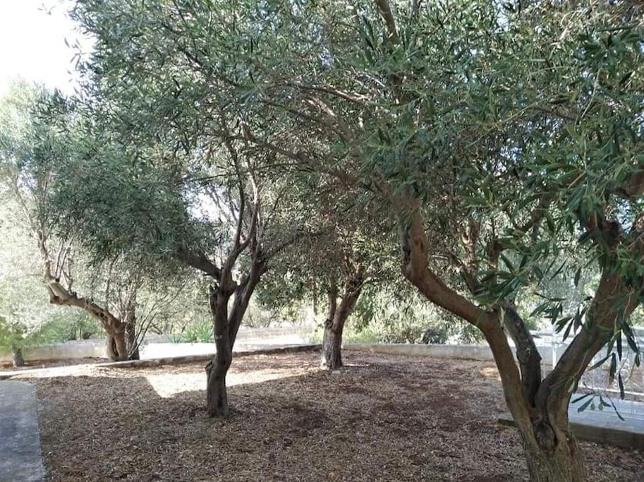 White Villa In Olive Trees And Seaview To Panagia Almiropótamos Buitenkant foto